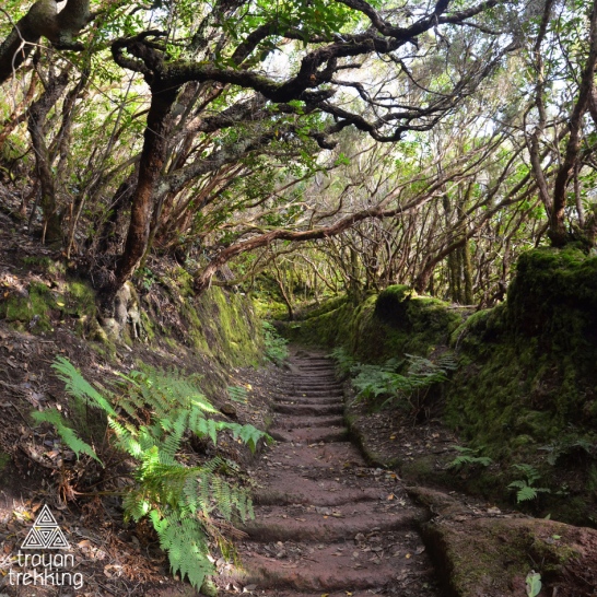 Реліктовий ліс в горах Анага