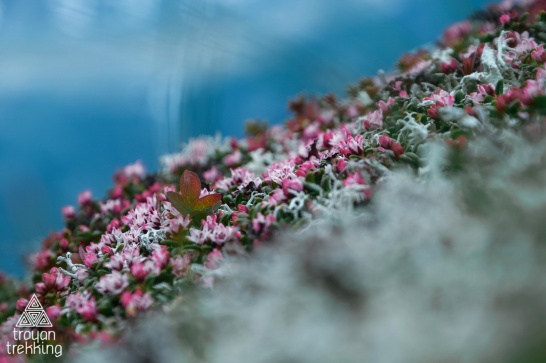 Наскельниця - цвіт тундри